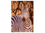 Diamond Painting "Zebra", 24 x 34 cm