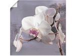 Artland Wandbild »Orchideen vor Violett I«, Blumen, (1 St.), als Alubild, Outdoorbild, Leinwandbild, Poster, Wandaufkleber
