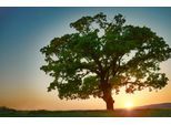 Papermoon Fototapete »BAUM-NATUR LANDSCHAFT HERBST WALD BÄUME SONNENUNTERGANG«