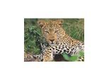Ravensburger Vio die Leopardin