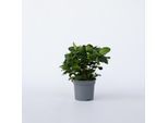 Plant in a Box - Gardenie - Gardenia jasminoides - Höhe 20-30cm - Topf 13cm