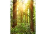 Komar Vliestapete »Digitaldruck Vlies - Redwood - Grösse 200 x 260 cm«, bedruckt, Wohnzimmer, Schlafzimmer