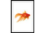 queence Bild »Goldi«, Fisch & Meeresfrüchte-Kunst-Humor, HD Premium Poster-Druck inkl. Holzrahmen