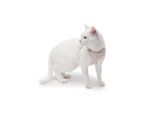 LucyBalu EXPLORER Katzengeschirr - Hello Kitty Edition M/L