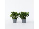Plant in a Box - Gardenie - 2 Stk - Gardenia jasminoides - Höhe 20-30cm - Topf 13cm