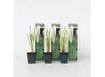 Plant in a Box - Pampasgräser - 3 Stk - Cortaderia selloana - Höhe 25-40cm - Topf 9cm