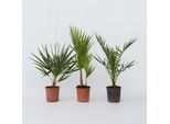 Plant in a Box - Gartenpalmen - 3 Stk - Phoenix,Chamaerops,Washingtonia - Höhe 50-70cm - Topf 15cm