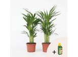Plant in a Box - Goldfruchtpalme - 2 Stk - Dypsis lutescens - Höhe 60-70cm - Topf 17cm