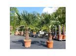 2 Stück im Palmenset Trachycarpus fortunei dicke Stämme 200 cm Hanfpalme, winterharte Palme bis -18°C