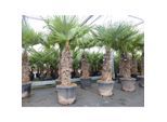 2 Stück im Palmenset Trachycarpus fortunei dicke Stämme 200 cm Hanfpalme, winterharte Palme bis -18°C
