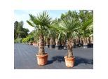 2 Stück im Palmenset Trachycarpus fortunei dicke Stämme 200 cm Hanfpalme, winterharte Palme bis -18°C