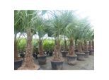2 Stück im Palmenset Trachycarpus fortunei dicke Stämme 200 cm Hanfpalme, winterharte Palme bis -18°C