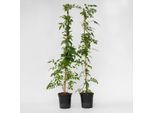 Plant in a Box - Trompetenkletterer - 2 Stk - Campis radicans 'Flava' - Höhe 110-120cm - Topf 17cm