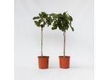 Plant in a Box - Feigenbaum - 2 Stk - Ficus Carica - Höhe 70-90cm - Topf 21cm