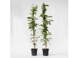 Plant in a Box - Trompetenkletterer - 2 Stk - Campsis 'Mme Galen' - Höhe 110-120cm - Topf 17cm