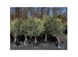 8x Olivenbaum Olive "20 Jahre" 180 - 220 cm, beste Qualität, Stammumfang 20 - 30 cm, winterhart, Olea Europaea