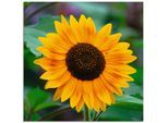Artland Glasbild »Sonnenblume«, Blumen, (1 St.), in verschiedenen Grössen