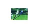 CASANET grn 5m-Kurzr 12,7X0,65/1,0X 500 ; Betafence (7082841)