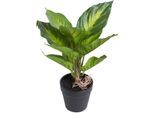 Künstliche Zimmerpflanze BOTANIC-HAUS "Dieffenbachia Camila", grün (grün, hellgrün), B:24cm H:28cm T:24cm Ø:24cm, Kunststoff, Kunstpflanzen, Künstliche Zimmerpflanze