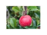 Malus 'Roter Berlepsch', Apfelbaum, 40 cm Stammhöhe