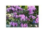Rhododendron Hybr. 'Graziella', Rhododendron, 30–40 cm
