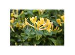 Lonicera heckrottii, Geißblatt, duftend, 100–150 cm