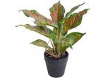 Künstliche Zimmerpflanze BOTANIC-HAUS "Caladium", bunt (grün, hellgrün, rotbraun), B:24cm H:25cm T:24cm Ø:24cm, Kunststoff, Kunstpflanzen, Künstliche Zimmerpflanze