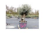 genau diesen Baum Nr. 5/F, 250 cm, Olivenbaum, knorrige alte urige Olive winterhart
