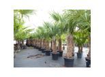 2 Stück Trachycarpus fortunei, 70 - 100 cm Stamm, 210 - 250 cm Hanfpalme, winterharte Palme bis -18°C