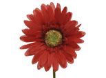 Kunstblume GERBERA