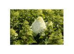 Hydrangea paniculata 'Hercules', Rispenhortensie, weiß, 40–60 cm