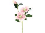 Kunstblume I.GE.A. "Christrose", rosa, B:12cm H:57cm L:5cm, Obermaterial: 90% Polyester, 10% Kunststoff, Kunstpflanzen, Künstlich Seidenblumen, 5er Set