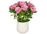 Kunstpflanze CREATIV GREEN "Hortensie", pink, H:70cm, Kunststoff, Kunstpflanzen, Kunstpflanze, im eleganten Topf