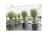 Yucca Palme Filifera, 100 cm, Stamm 30 - 40 cm Tambasi Yucca, winterhart -13 Grad