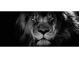 Leinwandbild BÖNNINGHOFF "Löwe", schwarz (farbe bild(er): schwarz), B:200cm H:90cm T:3,5cm, MDF, Papier, Bilder, Leinwandbild