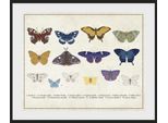 queence Bild »Liane« Insekten Kunst Schmetterlinge 1 Stk. tlg. HD Premium Poster-Druck inkl. Holzrahmen