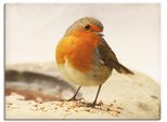 Artland Wandbild »Rotkehlchen« Vögel 1 Stk. tlg. als Leinwandbild, Wandaufkleber in verschied. Grössen