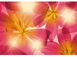 Fototapete KOMAR "Summer Sun - Größe 368 x 254 cm", pink (pink, orange), B:368m L:254m, Papier, Tapeten, Wohnzimmer, Schlafzimmer