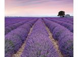 Fototapete KOMAR "Digitaldruck Vlies - Provence - Größe 300 x 250 cm", lila, B:3m L:2,5m, Vlies, Tapeten, Wohnzimmer, Schlafzimmer