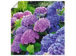 Artland Wandbild »Hortensien im Garten« 1 Stk. tlg. als Alubild, Outdoorbild, Leinwandbild, Poster, Wandaufkleber