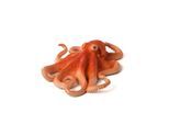 Mojo - Sealife Octopus