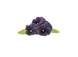 Click & Grow Click and Grow Smart Garden Refill 3-pack - Black Pansy