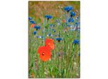 Artland Leinwandbild "Wiese mit Mohnblumen und Kornblumen" Blumen 1 Stk. tlg. auf Keilrahmen gespannt