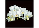 Artland Glasbild "Weisse Orchidee auf schwarzem Hintergrund" Blumen 1 Stk. tlg. in verschiedenen Grössen