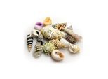 Dohse Hobby Sea Shells Set S 20 pcs.