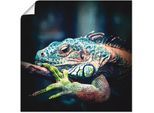 Poster ARTLAND "Leguan", blau (farbe bild(er): blau), B:50cm H:50cm T:0,1cm, Papier, Bilder, Poster, ohne Rahmen