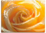 Leinwandbild ARTLAND "Gelbe Rose Makro", gelb (farbe bild(er): gelb), B:40cm H:30cm T:1,8cm, Bilder, Leinwandbild, auf Holzrahmen gespannt