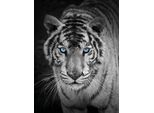 Wohndecke KINZLER "Mikrofaser Fotodruck "Tiger", bunt, B:150cm L:200cm, Polyester, Wohndecken, Wohndecke, Kuscheldecke, bedruckt, 150x200 cm