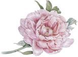 Wandtattoo QUEENCE "Klara", rosa, B:70cm H:70cm, Folie, Wandtattoos, Wandtattoo, Wandbild, Sticker, rosa, Blume, Blüte, selbstklebend, Pastellfarben