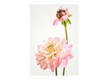 Bild KOMAR "Dahlia", bunt (farbe bild(er): bunt), B:30cm H:40cm, Holz, Papier, Bilder, Bild, Wandbild zur Dekoration - ohne Rahmen